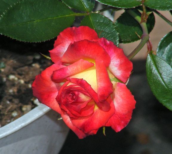 Soroptimist International photo si2014_06280003_zps08a33b19.jpg